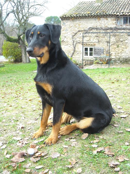 domainedelalicorne.fr Elevage de beauceron chiot beauceron pure race élevage du clos de la licorne elevage des gardiens de la licorne elevage beauceron noir et feu authentique gros gabarits élevage de Beauceron familial sérieux et qualité domainedelalicorne.fr suivi des chiots conseil d’éducation chiot propre bas rouge santé caractère spécialiste du beauceron noir et feu ou arlequin chien rustique berger de France  nos chiots sont élevés avec amour et attention notre passion au service de la qualité Beauceron de qualité et sportif domaine de la licorne 04380 BARRAS élevage en liberté éleveur berger de beauce élevage de beauceron de travail 